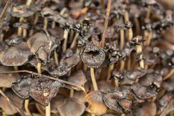 Inedible mushrooms in the forest