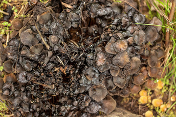 Inedible mushrooms in the forest