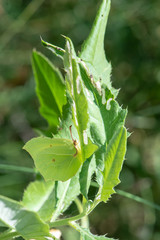 Pieridae / Orakkanat / / Gonepteryx rhamni