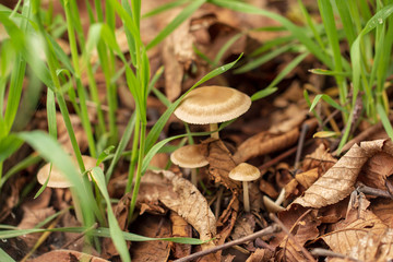 Inedible mushroom in the forest
