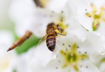 Bee on a white flower on a tree in spring