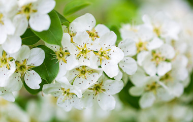 Flowers on pear branches in spring