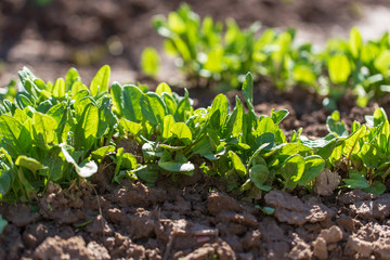 Green leaves of sorrel in the garden