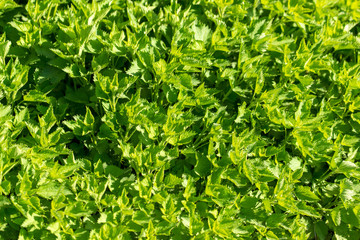 Green leaves on nettle in spring