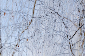 Frozen branches on a tree against a blue sky