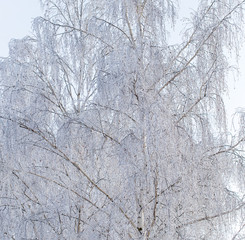 Frozen branches on a tree in the forest in winter