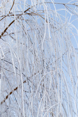 Frozen branches on a tree against a blue sky