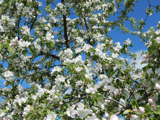 blossoming apple tree