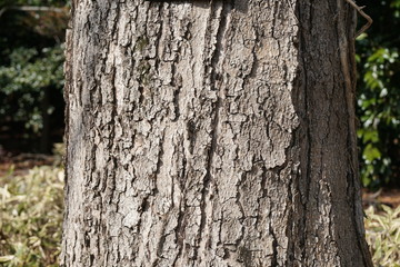 トチノキの樹皮