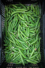 Green beans from the orchard placed on the front of the Bowl.