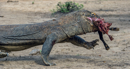The dragon attacks. The Komodo dragon with the prey. The Komodo dragon, Scientific name: Varanus komodoensis, is the biggest living lizard in the world. On island Rinca. Indonesia.