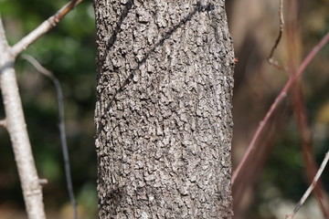 アーモンドの樹皮