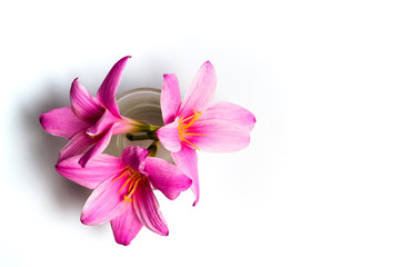 Pink lily flowers on white background