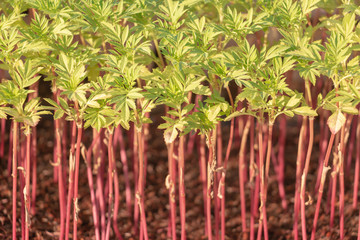 small Marigold saplings tree