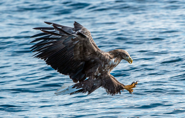 Adult White-tailed eagle fishing. Blue Ocean Background. Scientific name: Haliaeetus albicilla, also known as the ern, erne, gray eagle, Eurasian sea eagle and white-tailed sea-eagle. Natural habitat
