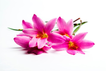 Pink lily flowers on white background