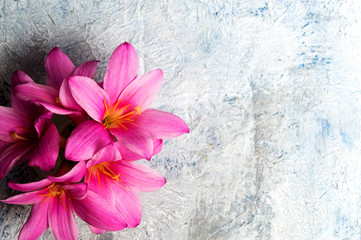 Obraz na płótnie Canvas Pink lily flowers on white background