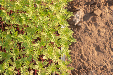 small Marigold saplings tree