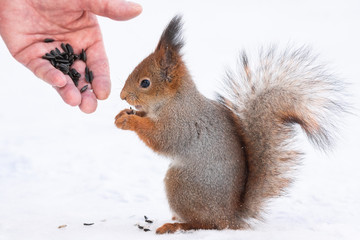 Squirrel reaching for the nut