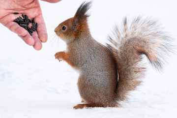 Naklejka na ściany i meble Squirrel reaching for the nut