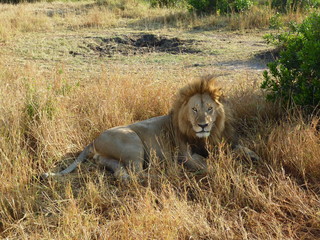 Foto de leon tumbado en la sabana africana, Parque Natural de Kenia.
