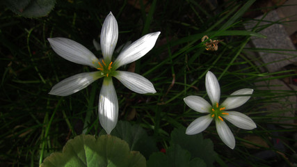 Rain Lily flower blooming in nature garden, Rain White flower is called 