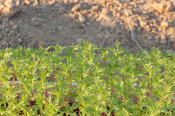 small Marigold saplings tree