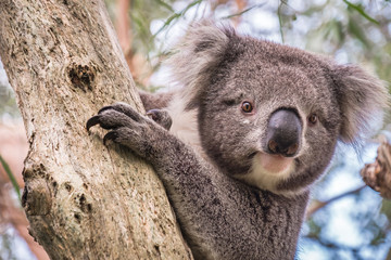 Wild koala climbing up a tree in Adelaide Hills, South Australia © myphotobank.com.au