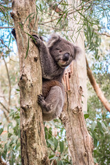 Wild koala climbing up a tree in Adelaide Hills, South Australia