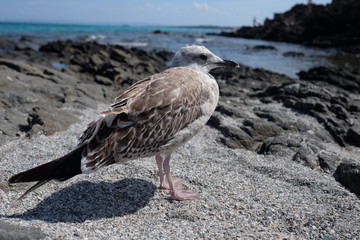 Seagull on the beach