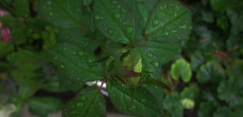Green grass after rain 