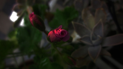 Flower in garden after rain 