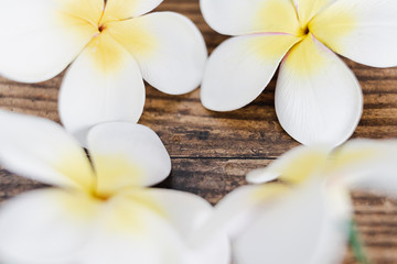 white and yellow frangipani flowers on wooden table