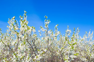 Obraz premium Beautiful cherry blossoms white flowers in spring time in sunny day