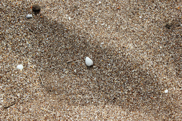 Sea shell on the sand by the seaside