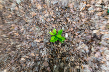 Zoom en forêt