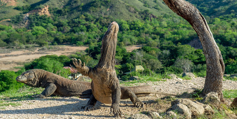 Komodo dragons. The Komodo dragon raised his head and sniffs the air. Scientific name: Varanus komodoensis. Natural habitat. It is the biggest living lizard in the world. On island Rinca. Indonesia.