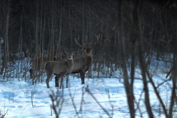 Wild deer feeding on a forest glade in winter, on the territory of a hunting farm. The image of animals in their natural habitat