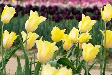 Yellow in a field of tulips