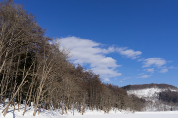 雪に覆われた池