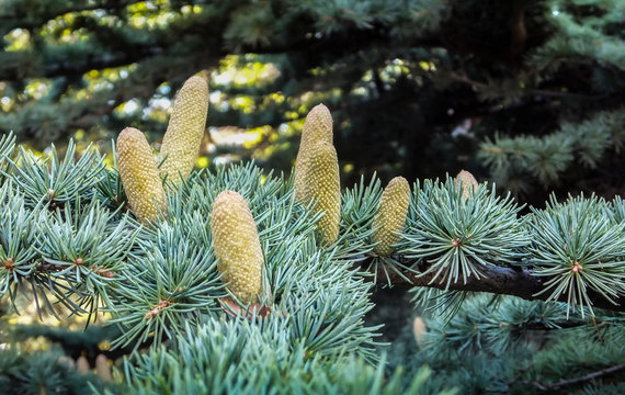 Beautiful close-up growing male cones on the branches of Cedar Tree Cedrus libani or Lebanon Cedar in Sevastopol, Crimea.
