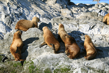 Group of Sea Lions Sunbathing on the Rocky Island of Beagle Channel, Ushuaia, Patagonia, Argentina