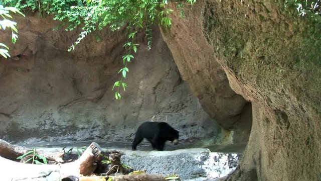 Sun Bear Enters Cave
