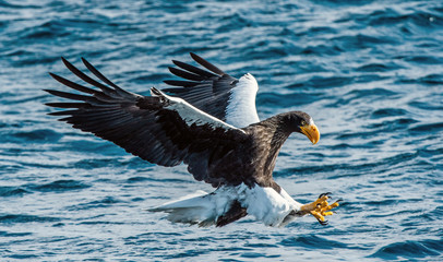Adult Steller's sea eagle is fishing.  Blue water of the ocean background. Steller's sea eagle, Scientific name: Haliaeetus pelagicus.