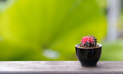 Lophophora williamsii, Cactus or succulents tree in flowerpot on wood striped background
