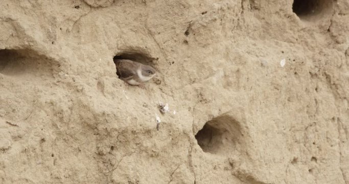 shore swallow nest - german river