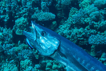 Barracuda