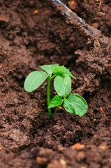 Close up of cucumber seedling in humus ground.
