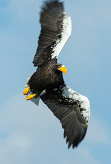 Adult Steller's sea eagle in flight. Scientific name: Haliaeetus pelagicus. Sky  background.