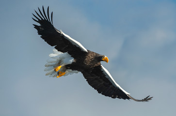 Adult Steller's sea eagle in flight. Scientific name: Haliaeetus pelagicus. Sky  background.